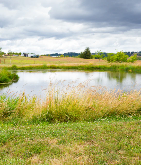 Retention Pond Clean Up