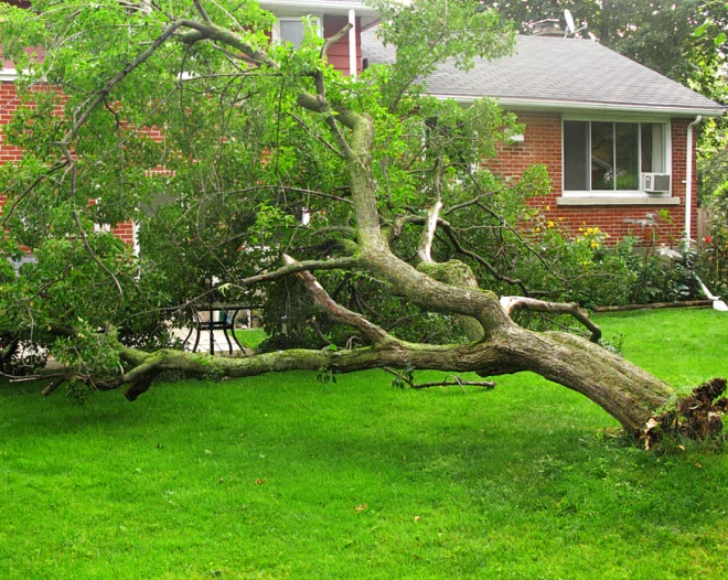 total brush removal b